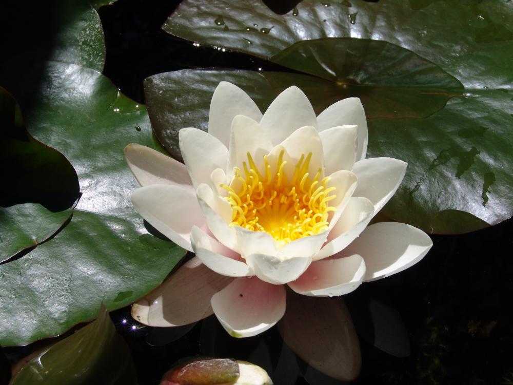 caryl_-_water_lily_copy.thumb.jpg.d4380a