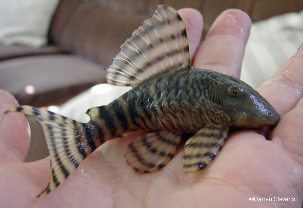 Iquitos tiger pleco.jpg