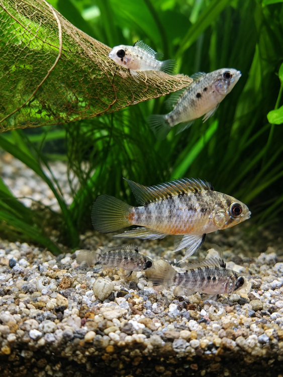 Hongsloi Fry.png