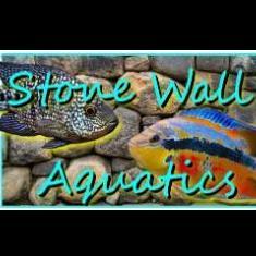 Stonewall Aquatics